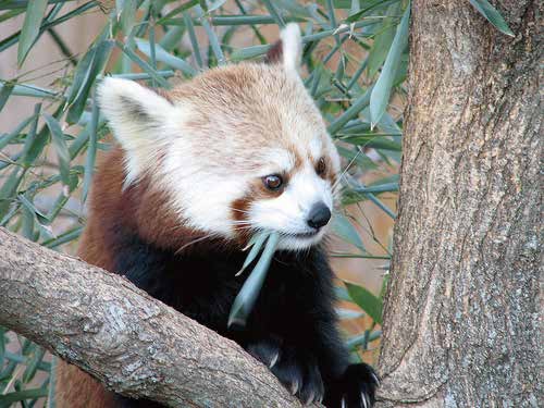 Panda in training set